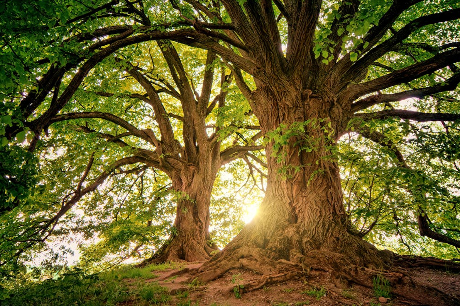Fast Growing Trees Featured Image