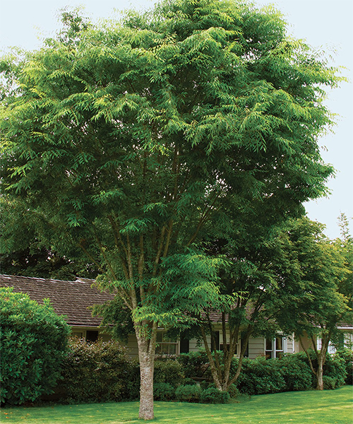 🌳 Shade Trees