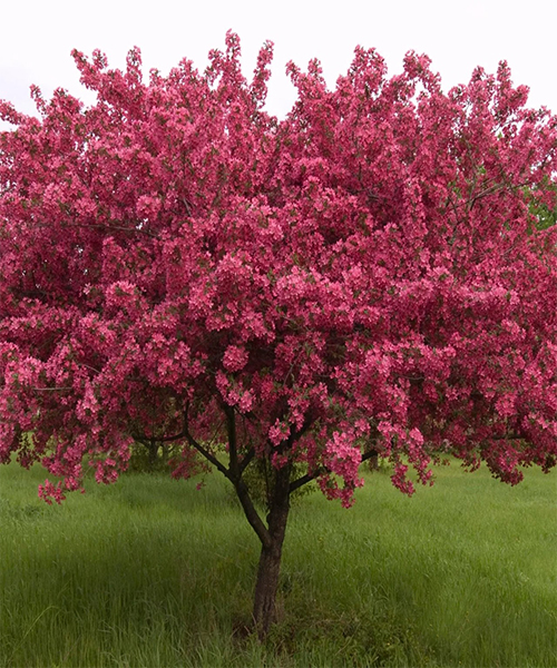 🌼 Flowering Trees