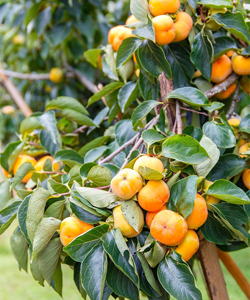 🍋 Fruit Trees
